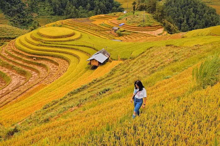 Đồi mâm xôi mùa lúa chín vàng rực. Ảnh: luhanh