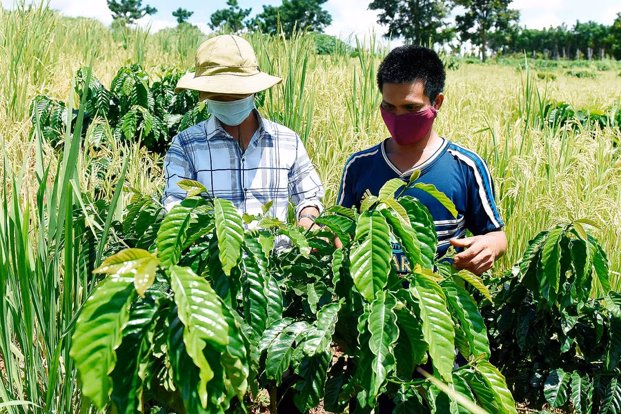 Mô hình tái canh cà phê xen lúa rẫy của gia đình anh Sam (làng Ar Dết) cho hiệu quả kinh tế cao trên cùng 1 diện tích.