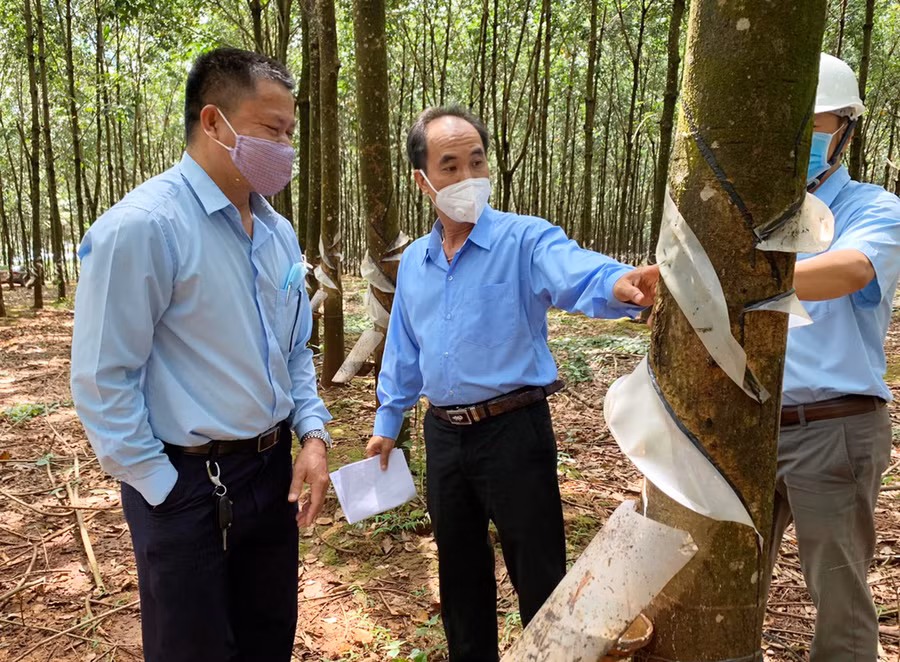 Tổng Giám đốc Võ Toàn Thắng kiểm tra công tác khai thác mủ cao su. Ảnh: Lương Quang Hiền
