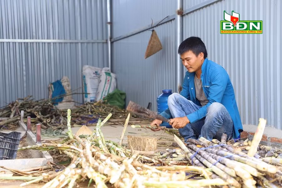Anh Trường trồng mía làm thức ăn giàu dinh dưỡng cho dúi phát triển