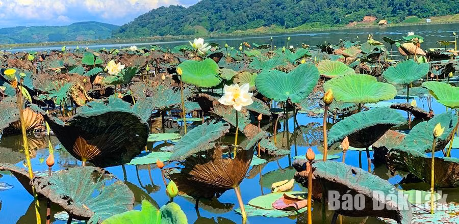 Đã vào đầu thu nhưng những bông sen tại hồ Ea R'bin vẫn khoe sắc.