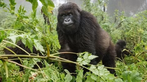  Khỉ đột núi trong công viên Virunga.