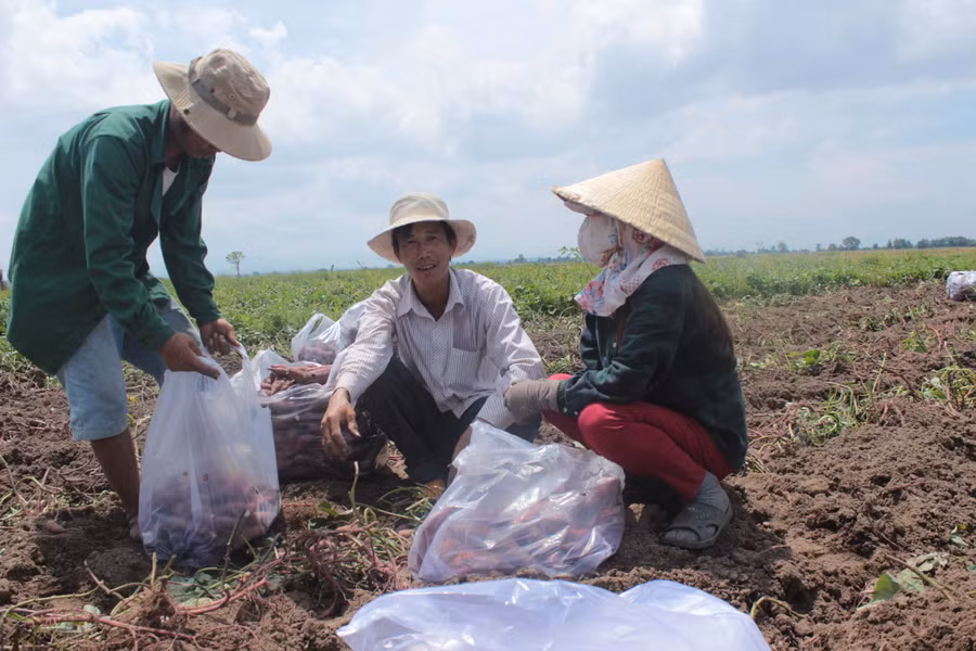 Nông dân lo lắng vì giá khoai lang giảm mạnh. Ảnh: N.T