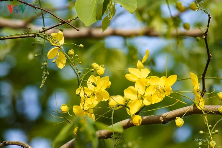  Không chỉ đẹp rực rỡ, hoa cũng không kém phần yểu điệu thướt tha.