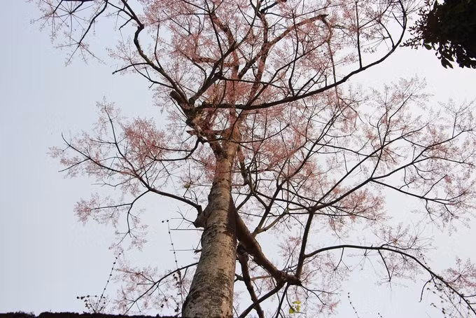 Xưa kia cây ngô đồng chỉ trồng ở khu vực điện Thái Hòa, trước mặt điện Cần Chánh và những nơi quan trọng của Hoàng cung Huế. Là cây thân gỗ nhưng cây ngô đồng lại có màu hoa tím khác biệt nổi trội khi đứng cạnh với các loài cây khác. Nhiều du khách lần đầu đến Huế và tham quan Hoàng cung rất ngạc nhiên, thích thú trước vẻ đẹp kiêu sa của loài hoa này. Trong 162 họa tiết được khắc nổi trên bộ Cửu Đỉnh đặt trước Thế Miếu, ngô đồng là một trong những loài hoa được vua Minh Mạng chọn khắc trên Nhân Đỉnh, chiếc đỉnh ứng với vua Minh Mạng.