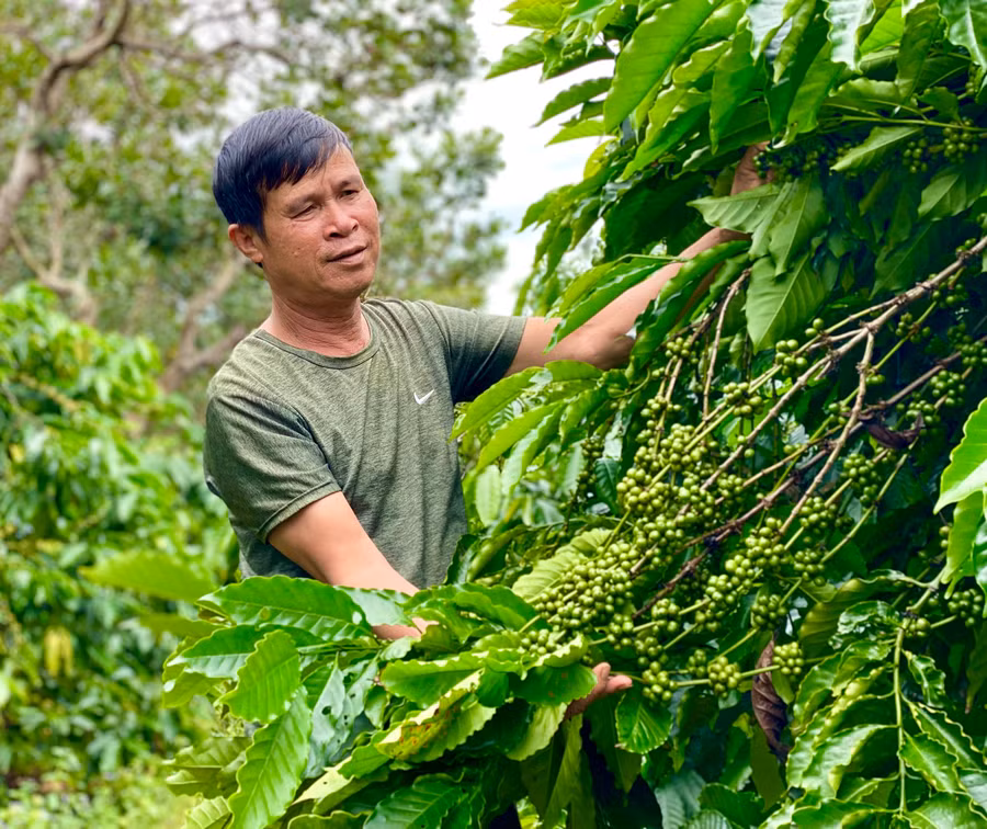 Được bảo hộ chỉ dẫn địa lý, cà phê Gia Lai sẽ dần nâng tầm giá trị sản phẩm trong nội địa và trên thế giới. Ảnh: Hà Duy