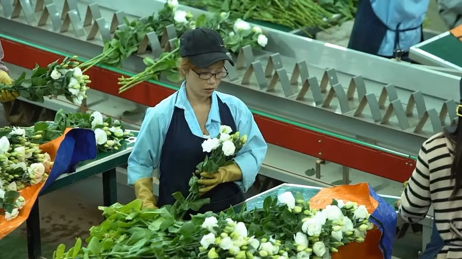 Phân loại hoa ở Dalat Hasfarm. Ảnh: Lâm Viên