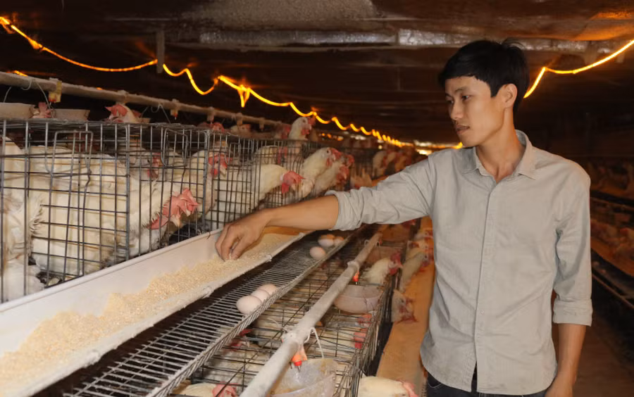 Anh Lê Thế Anh (thôn 3, xã Ea Kao, TP. Buôn Ma Thuột, tỉnh Đắk Lắk) phối trộn chế phẩm thảo dược vào thức ăn của gà.
