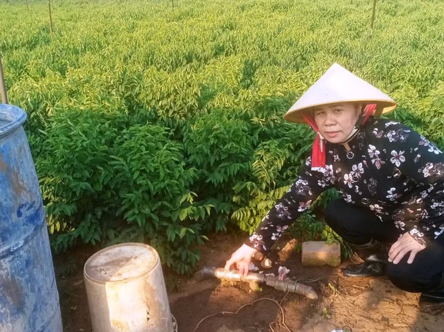 Bà Trần Thị Hồng Yến bón phân tự ủ cho rau. Ảnh: Nhật Hào Bà Trần Thị Hồng Yến tưới và phun rau từ phân bón tự ủ bằng hình béc tưới. Ảnh: Nhật Hào
