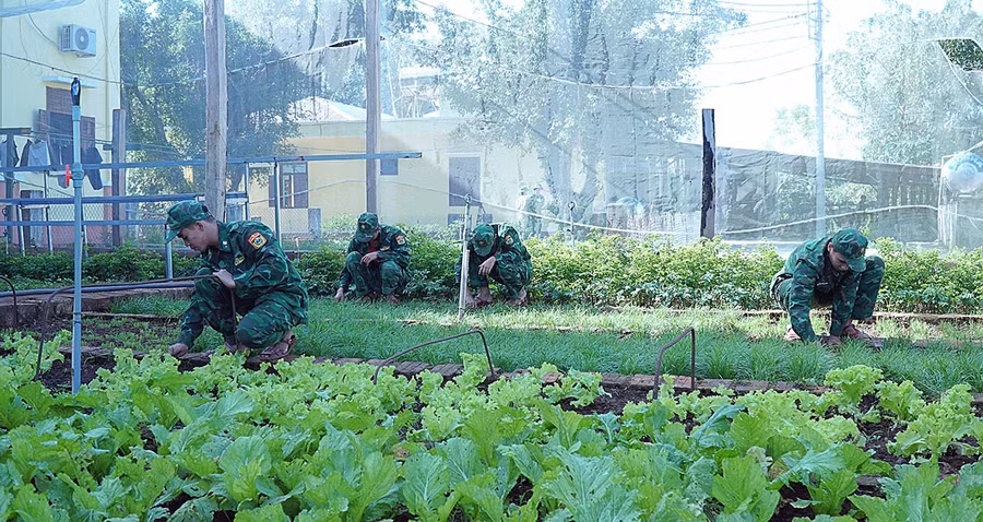  Cán bộ, chiến sĩ Đồn Biên phòng Ia O chăm sóc vườn rau xanh của đơn vị. Ảnh: Thiên Thanh