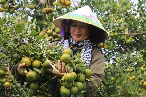 Sản phẩm quýt đường của chị Nguyễn Thị Mai đạt chứng nhận OCOP tỉnh Đắk Nông nên có giá trị cao hơn, góp phần cùng địa phương xây dựng nông thôn mới. Ảnh: Dương Phong