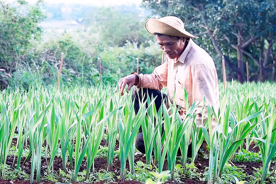  Ông Đoàn Khắc Châu (thôn 1, xã Trà Đa, TP. Pleiku) chăm sóc vườn hoa lay ơn. Ảnh: Phạm Ngọc