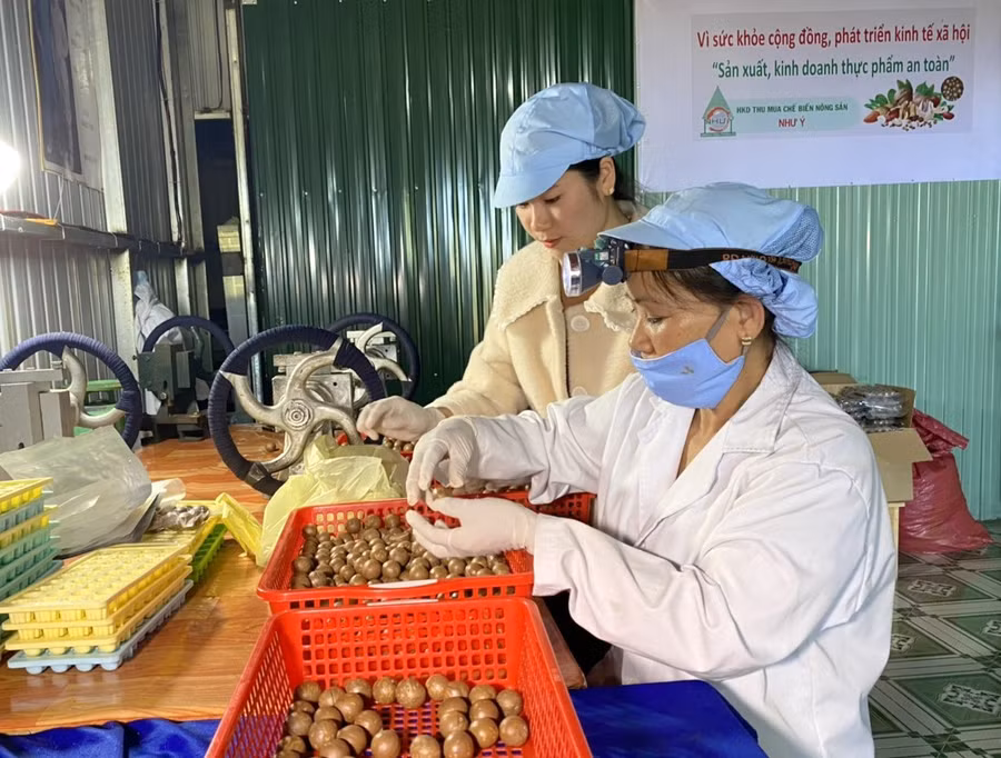 Các sản phẩm mắc ca Như Ý ở huyện Tuy Đức đang có đầu ra rộng mở trên thị trường. Ảnh: Phan Tuấn