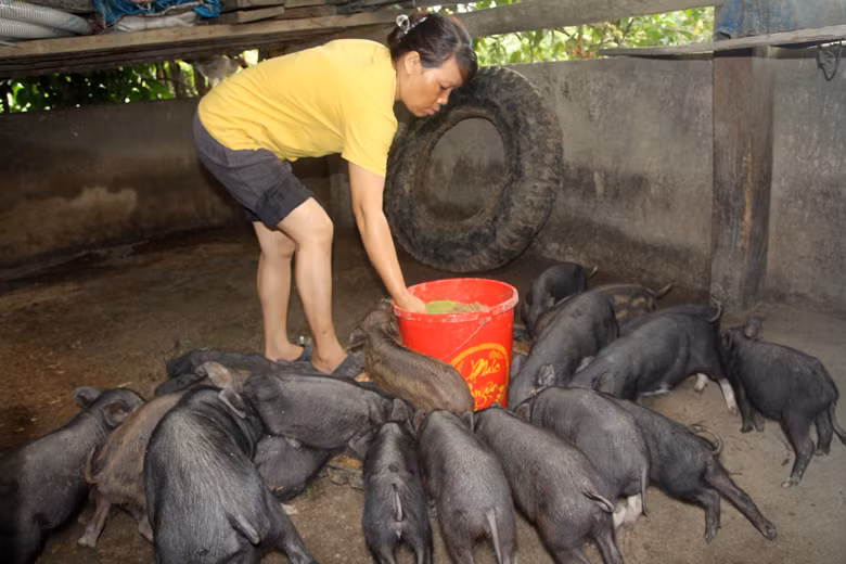 Nhờ mô hình nuôi heo đen, cuộc sống gia đình chị Păng Ting K’Măng ((xã Đạ M'rông, huyện Đam Rông, tỉnh Lâm Đồng) đã được cải thiện.