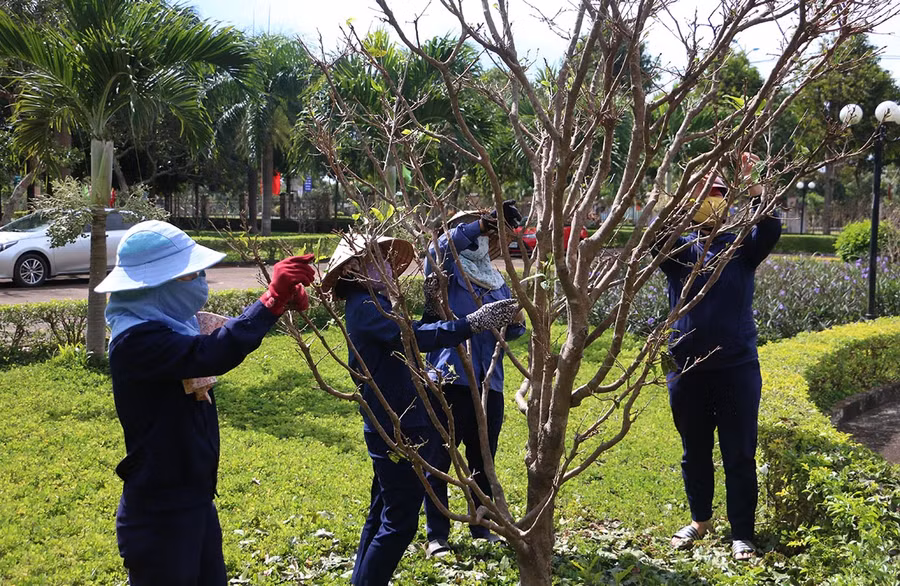  Chăm sóc cây mai tại trung tâm hành chính huyện. Ảnh: Quang Tấn