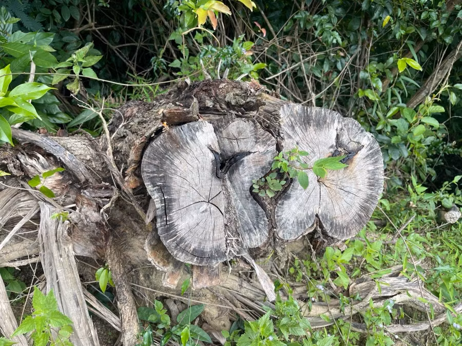 Một cây keo lai bị 
