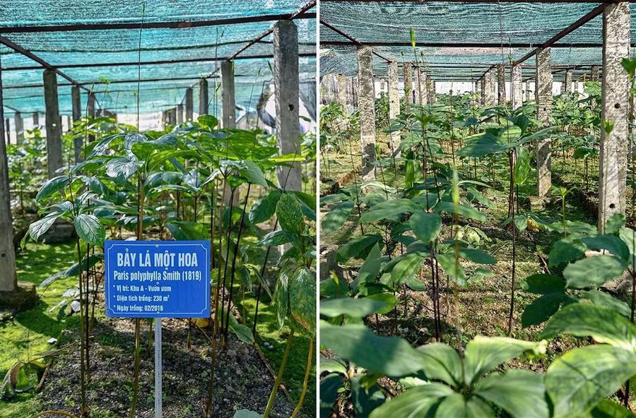 Vườn ươm thất diệp nhất chi hoa ở Tây Bắc.