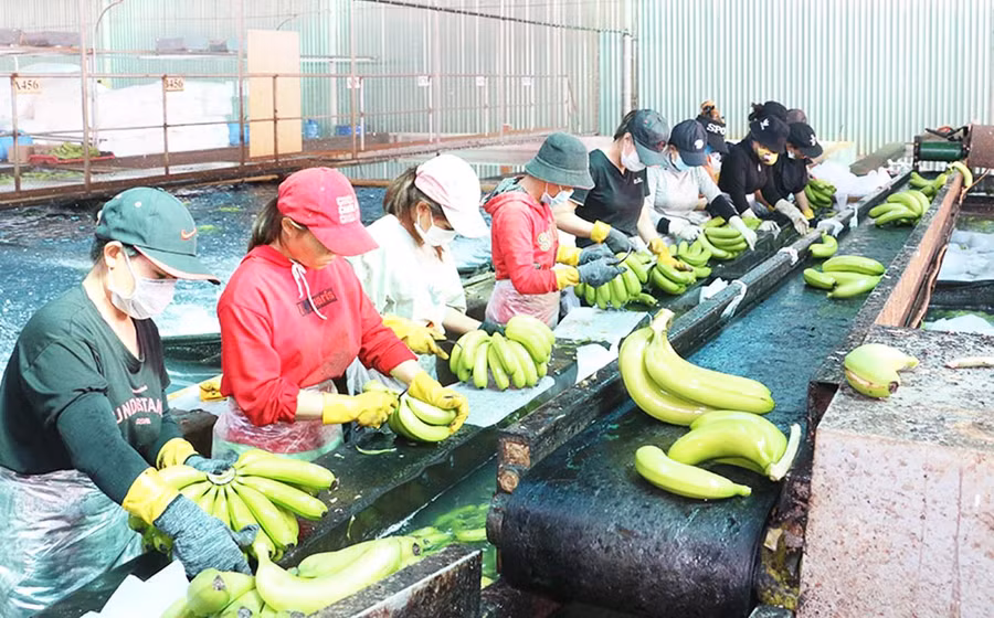  Dây chuyền sơ chế chuối tiêu già hương Nam Mỹ của Công ty cổ phần Nông nghiệp công nghệ cao Hưng Sơn (huyện Đak Đoa). Ảnh: Lê Nam