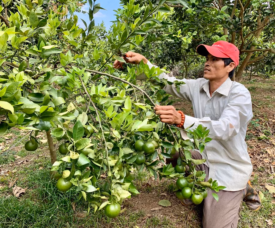 Người dân huyện Chư Prông chăm sóc vườn cây ăn quả. Ảnh: Hà Duy Người dân huyện Chư Prông chăm sóc vườn cây ăn quả. Ảnh: Hà Duy
