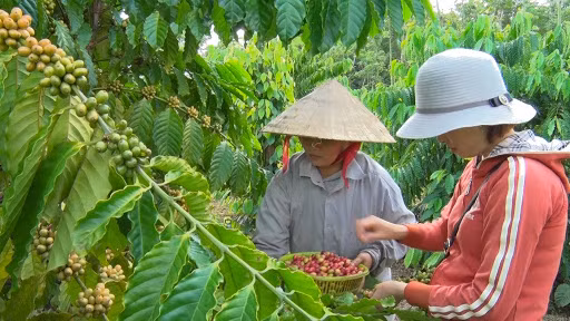 Xuất khẩu cà phê sang EU sẽ tăng. Ảnh minh họa: I.T Xuất khẩu cà phê sang EU sẽ tăng. Ảnh minh họa: I.T