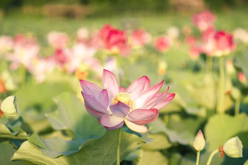 Đây cũng chính là hồ sen từng được mệnh danh kỳ lạ nhất Việt Nam khi vẫn nở hoa vào mùa Đông năm ngoái. (Ảnh: CTV/Vietnam+)