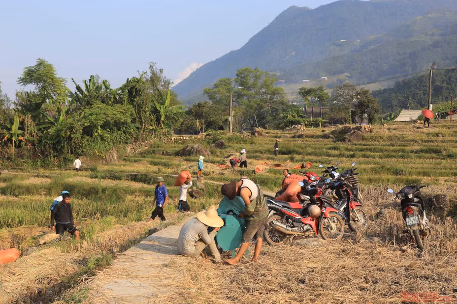 Người dân gặt lúa và đập lúa ngay tại ruộng.