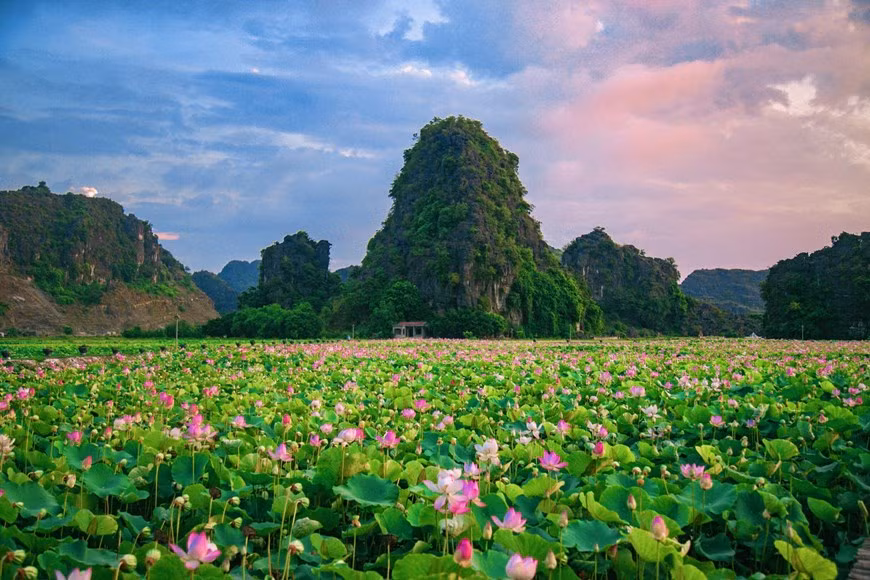 Đầm sen ngát hương nở giữa những dãy núi của mảnh đất cố đô Hoa Lư. (Ảnh: CTV/Vietnam+)