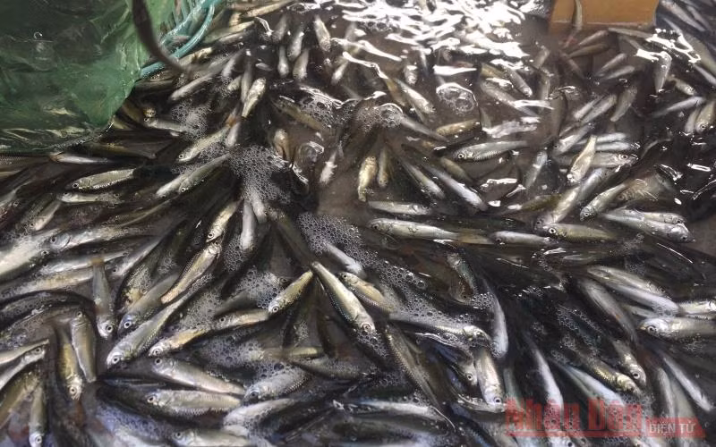 Cá linh non đã xuất hiện ở chợ cá An Giang