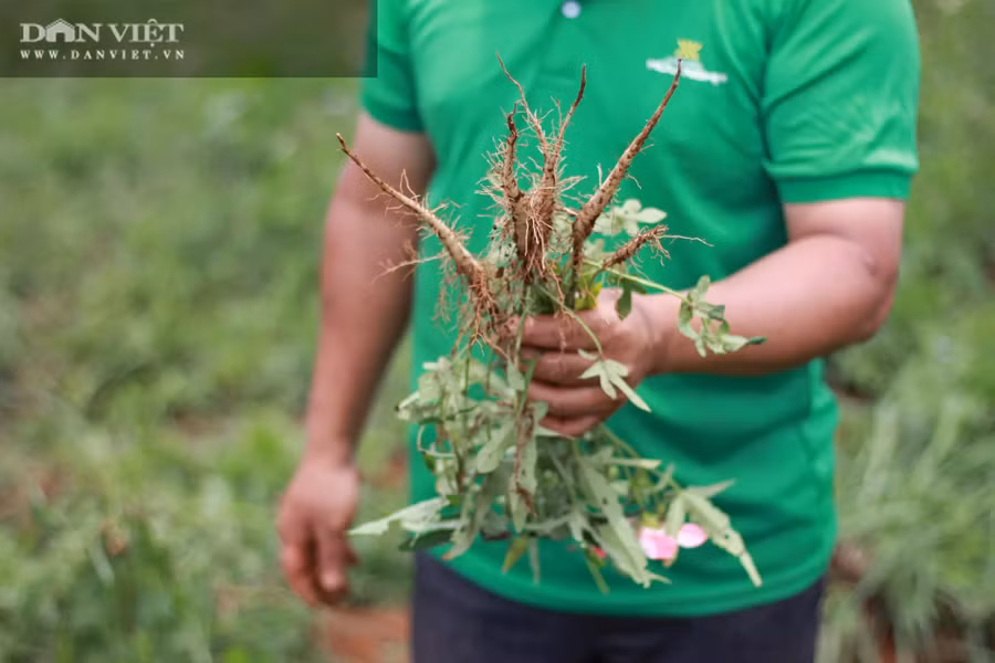 Sau 3 tháng xuống giống, củ sâm Bố chính đã thành hình, to bằng ngón tay út phát đi tín hiệu đáng mừng cho ông tỷ phú nông dân Phạm Văn Khang (xã Đắk Búk So, huyện Tuy Đức, tỉnh Đắk Nông). (Ảnh: PL)