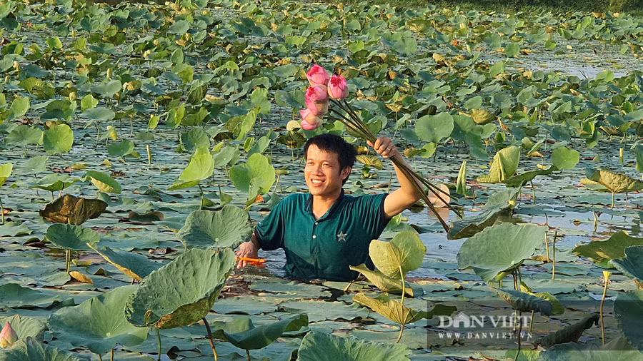 Được sự hỗ trợ của anh trai, nên từ 5h sáng là hai anh em ra hồ hái sen đê giao cho khách hàng.