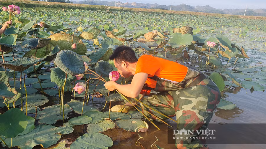 Tuy là một chàng trai trẻ nhưng Trần Khắc Thẩm luôn dám nghĩ, dám làm. Bước đầu thành công từ mô hình sen trái mùa đã thu hút được sự quan tâm của nhiều người.
