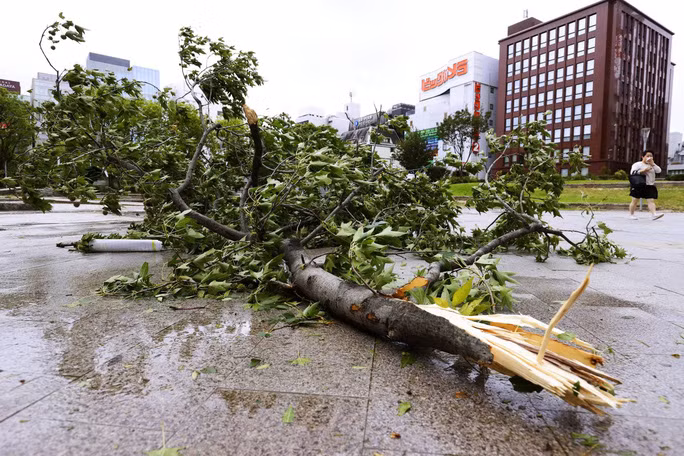 Cây ngã đổ trong bão Haishen. Ảnh: Kyodo Cây ngã đổ trong bão Haishen. Ảnh: Kyodo