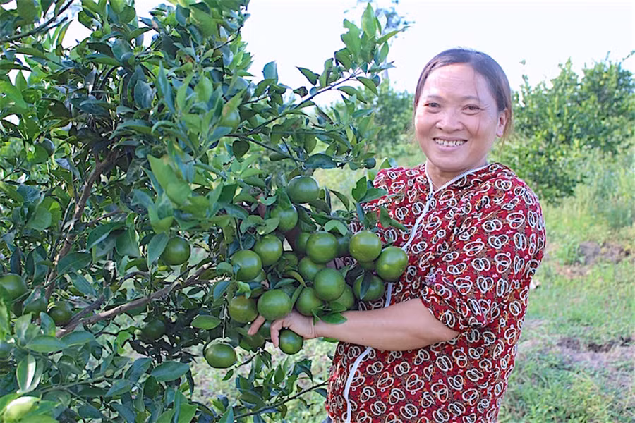  Những năm qua, cây ăn quả được nhiều người dân lựa chọn để vươn lên thoát nghèo, ổn định cuộc sống. Ảnh: Mộc Trà
