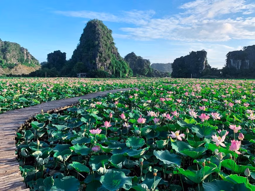 Tuần qua, hình ảnh về một hồ sen nở rộ giữa mùa Thu miền Bắc được dân mạng chia sẻ rầm rộ. Nhiều người khá bất ngờ khi thời điểm này lẽ ra mọi đầm sen đã trụi lá vậy mà vẫn có hồ sen nhiều hoa đến vậy. (Ảnh: CTV/Vietnam+)