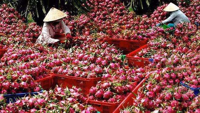 Xuất khẩu thanh long giảm mạnh trong 8 tháng đầu năm 2020. Ảnh: I.T