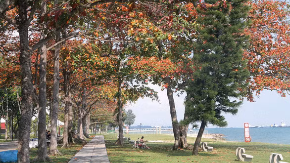 Hàng bàng tại công viên ven biển ở Singapore - Ảnh: TODAY ONLINE