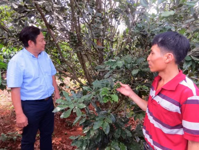 Tổng Thư ký Hiệp hội Mắc ca Việt Nam Huỳnh Ngọc Huy tin tưởng chương trình trồng mắc ca ở Việt Nam sẽ thành công. Ảnh: Văn Hùng