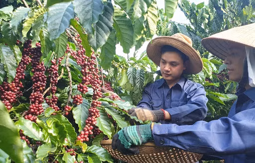  Ngành cà phê đóng góp 3% GDP cả nước, tạo việc làm và thu nhập ổn định cho trên 600.000 hộ nông dân, góp phần phát triển kinh tế xã hội, xóa đói giảm nghèo ở Tây Nguyên và các vùng trồng cà phê khác của Việt Nam. Ảnh: I.T