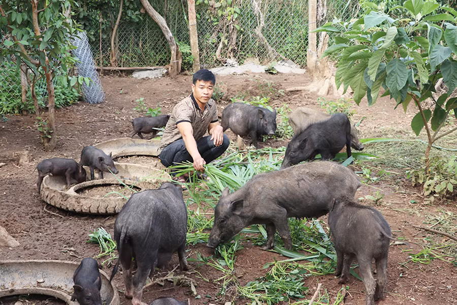  Anh Hoàng Ngọc Băng (làng Mơ Hven-Ôr, xã Kông Lơng Khơng, huyện Kbang) chăm sóc đàn heo đen bản địa của gia đình. Ảnh: A.P