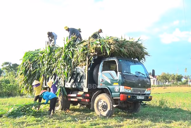 Nông dân thị trấn Vĩnh Thạnh, huyện Vĩnh Thạnh, tỉnh Bình Định thu hoạch bắp sinh khối.