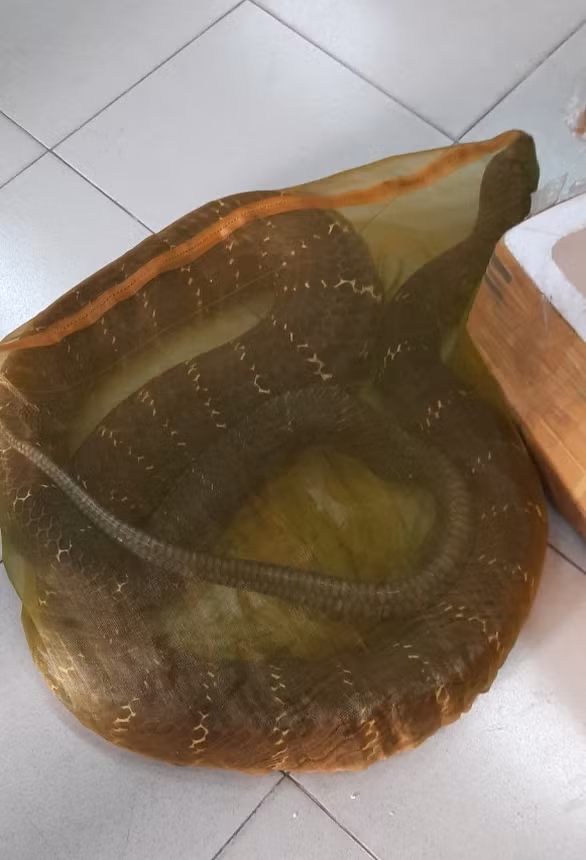 Con rắn hổ chúa nặng khoảng 20kg - Ảnh: A.X. Con rắn hổ chúa nặng khoảng 20kg - Ảnh: A.X.