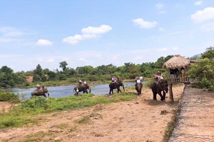 Một đoàn khách du lịch cưỡi voi vượt sông Sêrêpốk (đoạn qua địa phận Buôn Đôn, Đắk Lắk). Ảnh Minh Thuận