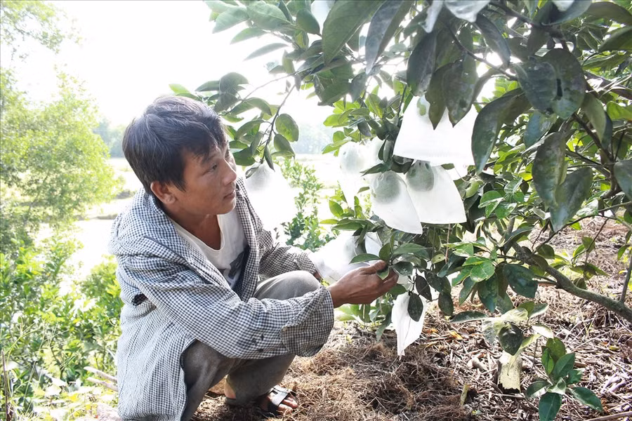 Gần 500 gốc cam gần đến ngày thu hoạch của vợ chồng anh Đức. Ảnh: Trần Tuyên