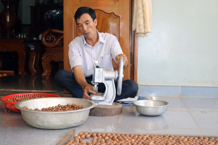  Ông Thiều Viết Đoàn (xã Sơn Lang, huyện Kbang) sơ chế, đóng gói sản phẩm hạt mắc ca để bán với giá cao hơn. Ảnh: N.S