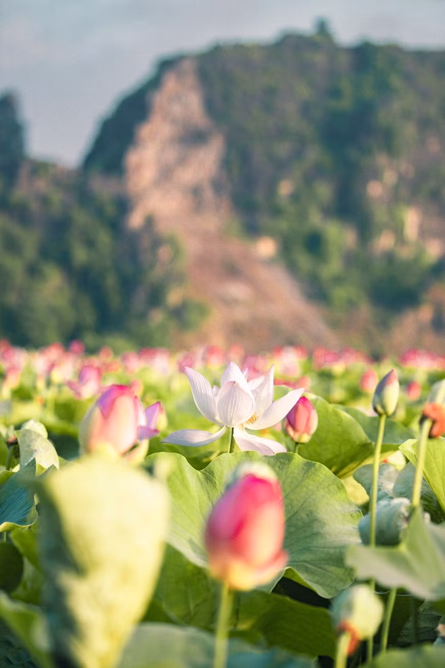Xuất hiện từ năm 2019, hồ sen với con đường gỗ hình trái tim dưới chân núi Ngọa Long ở Hang Múa đã gây sốt cư dân mạng, trở thành một trong những địa điểm ‘check-in’ được giới trẻ yêu thích nhất. (Ảnh: CTV/Vietnam+)