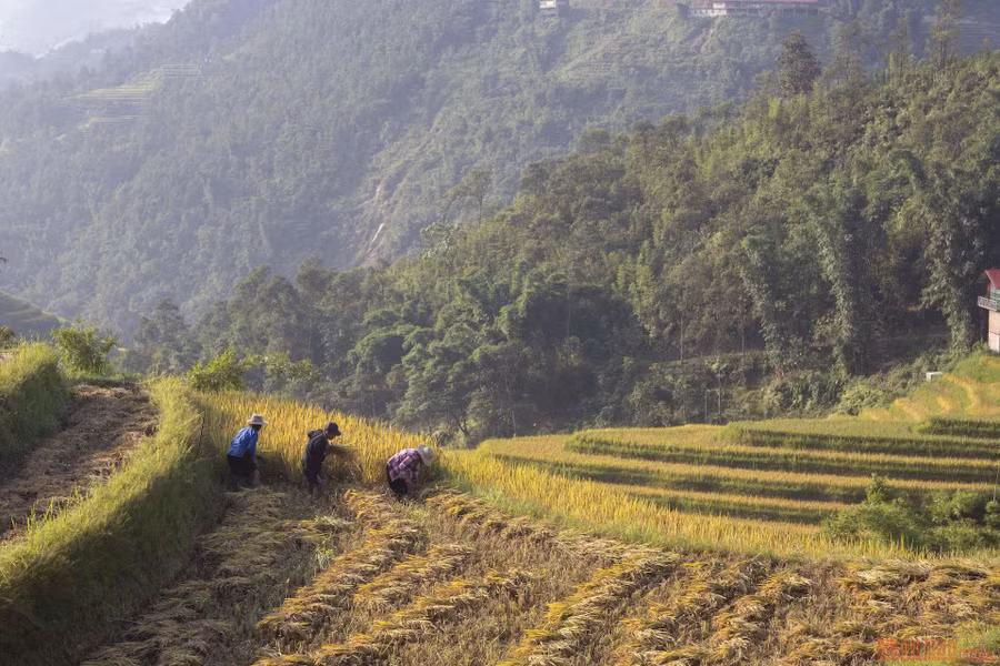 Thung lũng ruộng bậc thang bản Ý Linh Hồ hùng vĩ khi đứng ở xa nhìn. Những làn khói do người dân đốt rơm như làn mây phủ kín cả thung lũng. Đây là một trong số ít những khu vực còn được bảo tồn hoang sơ, chưa được khai phá làm du lịch nhiều. Địa hình đồi núi hiểm trở tạo nên cảnh quan ruộng bậc thang hùng vĩ khiến du khách tới Sa Pa ngắm lúa không thể không tới đây. 