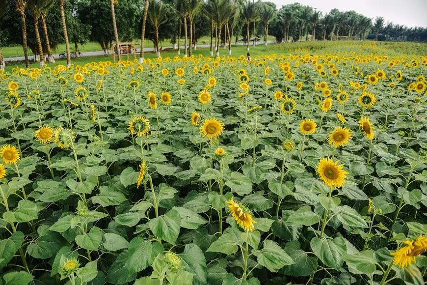 Nhìn từ trên cao, sắc vàng của những bông hoa Mặt Trời tạo thành một thảm màu rực rỡ, nổi bật giữa màu xanh của thiên nhiên tại Ecopark.
