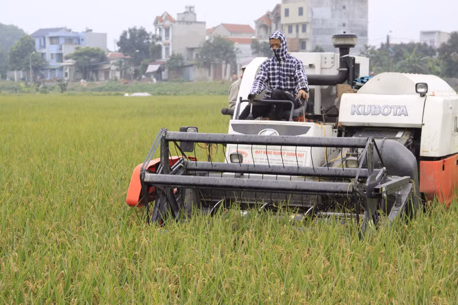 Có 9 loại gạo thơm xuất khẩu sang EU được hưởng hạn ngạch về thuế quan. Ảnh: K.N Có 9 loại gạo thơm xuất khẩu sang EU được hưởng hạn ngạch về thuế quan. Ảnh: K.N