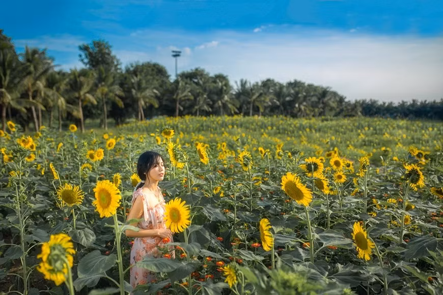 Nhiều năm trở lại đây, các nhiếp ảnh gia hay những người đam mê chụp ảnh, du lịch thường ví khu đô thị Ecopark chính là 'thành phố 12 mùa hoa' bởi nơi đây mỗi mùa đều có những sắc hoa đặc trưng, đẹp dịu dàng, mê mẩn.