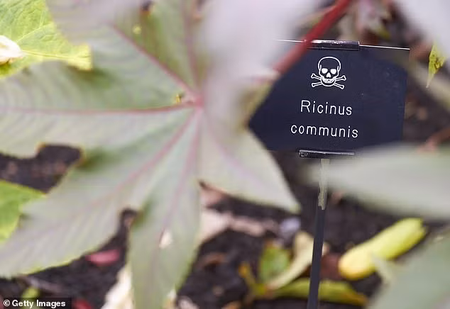 Không có thuốc giải cho chất độc ricin - chất độc được tìm thấy trong thư gửi tới Nhà Trắng cho Tổng thống Donald Trump hồi tuần trước. Ảnh: Getty.